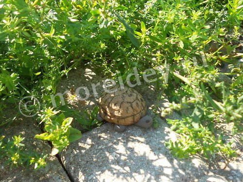 поделка из ореховой скорлупы: черепаха
