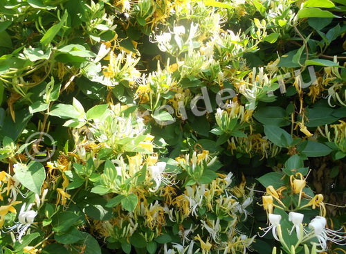 Жимолость каприфоль - растение с белыми и желтыми ароматными цветами