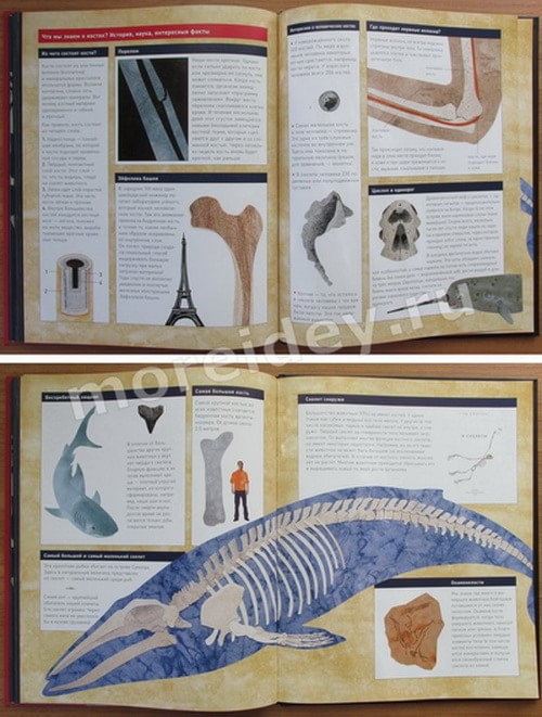 книга Стива Дженкинса: "Кости и скелеты"