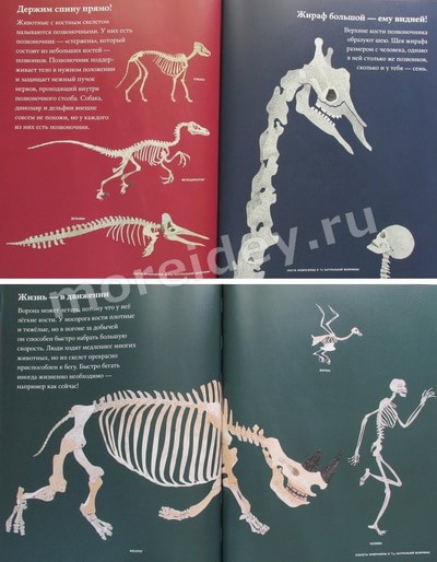 скелеты людей и животных