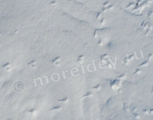 следы птиц на снегу фото