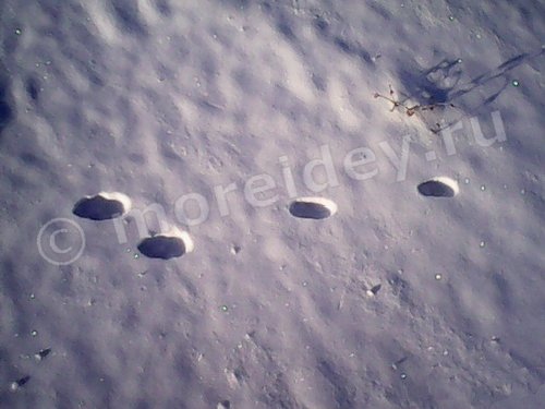 следы зайца на снегу фото